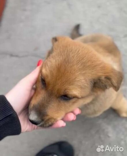 Рыжий щеночек