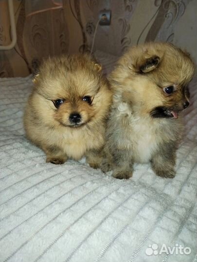 Щенки померанского шпица