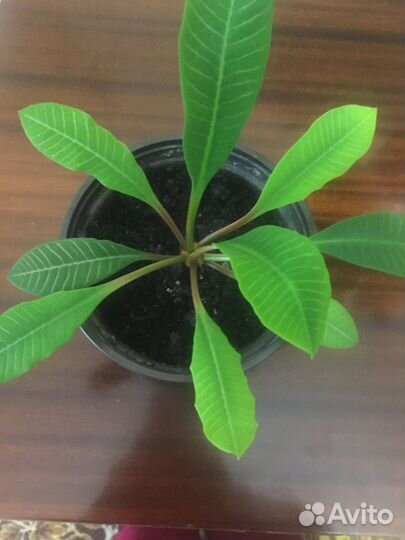 Молочай гребенчатый