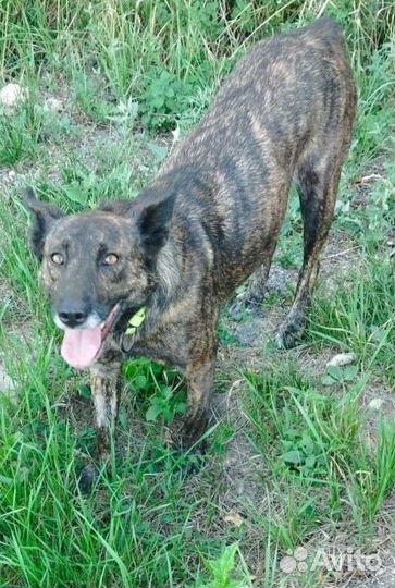 Ласковой и дружелюбной Тигруше нужен дом и семья
