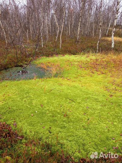 Мох сфагнум живой