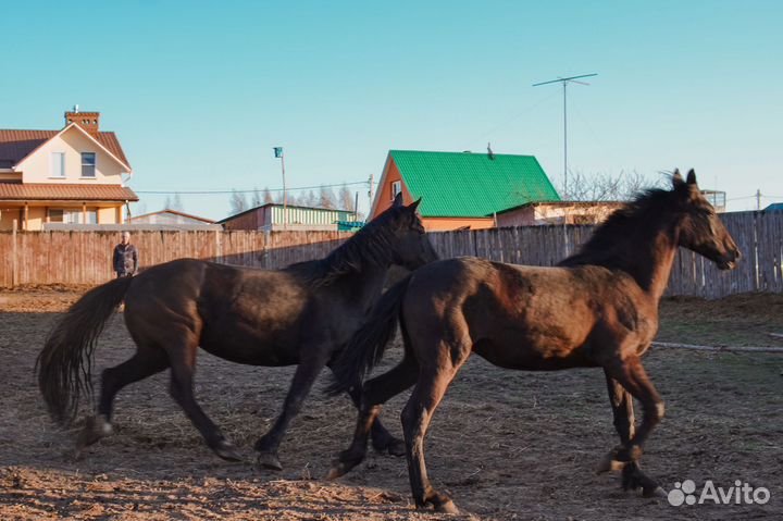 Кобыла Орловская