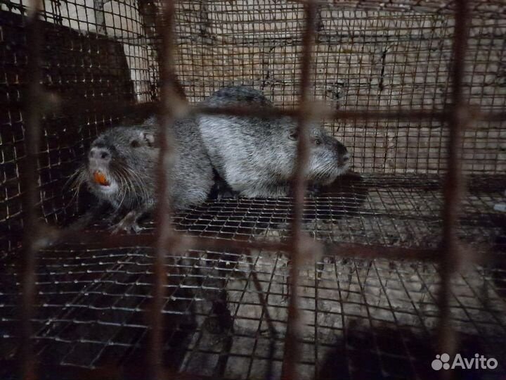 Нутрии на развод