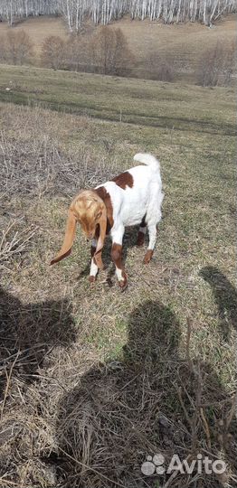 Козочки и козлик нубо-камори