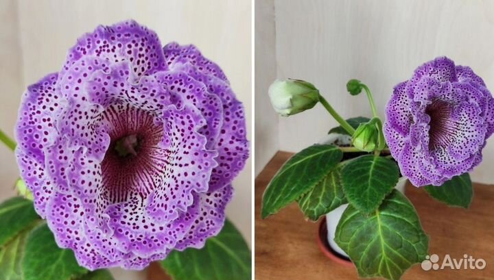 Глоксиния нг-ромка