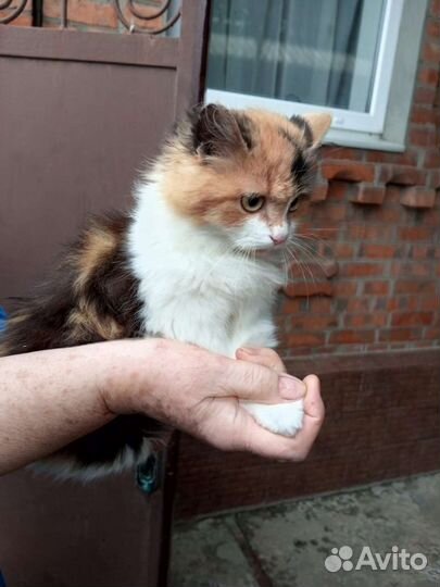 Трёхцветная кошка-подросток в дар