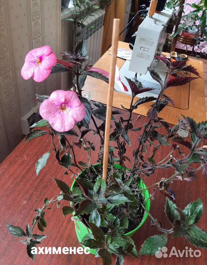 Ахименесы и другие