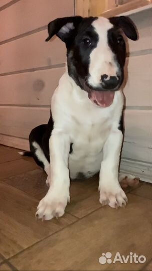 Бультерьер