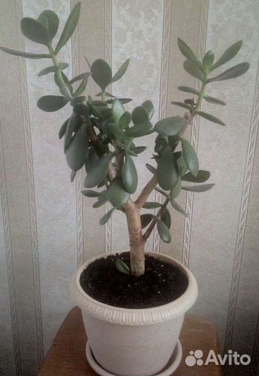 Крассула толстянка