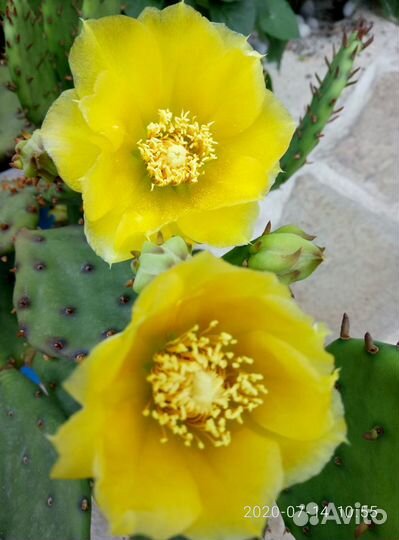 Крымский кактус