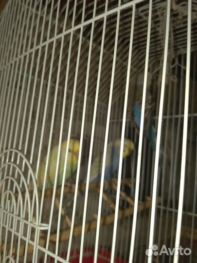 Попугаи карелы