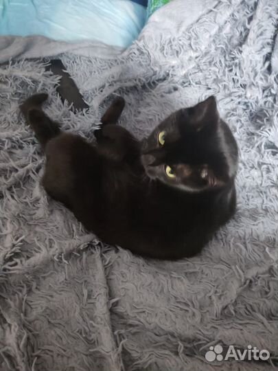 Кошка в дар