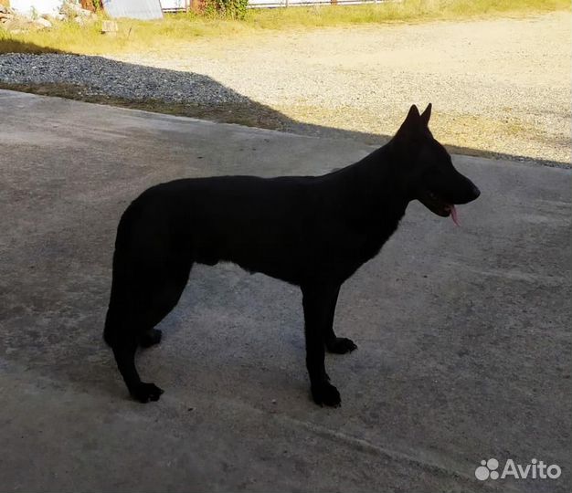Кобель вео для вязки