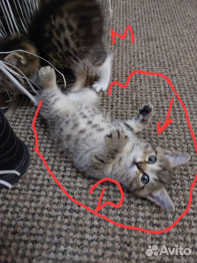 Отдам в добрые руки котят