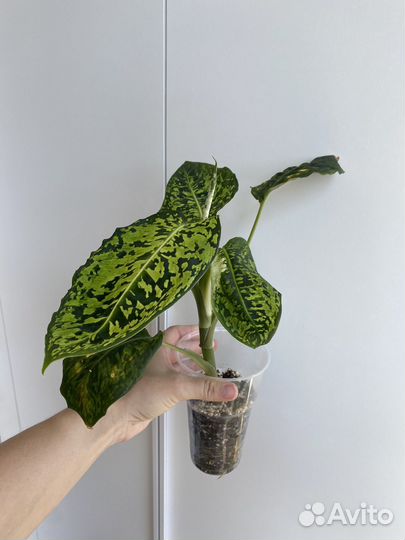 Диффенбахия рефлектор