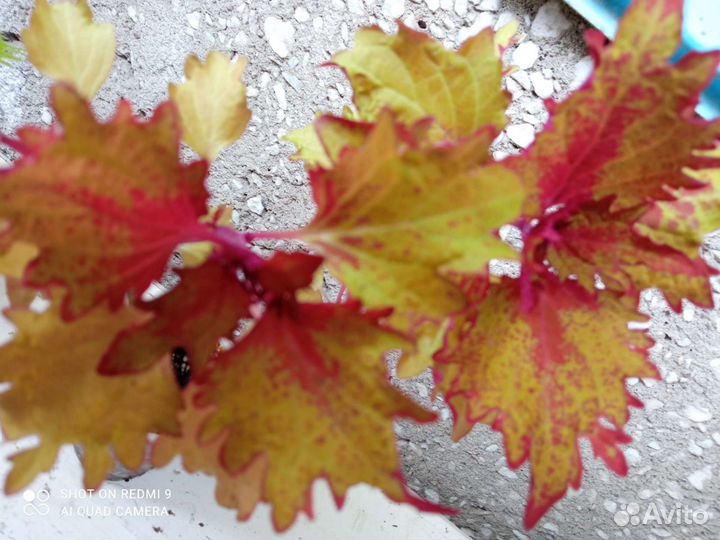 Колеус, сорта разные обмен