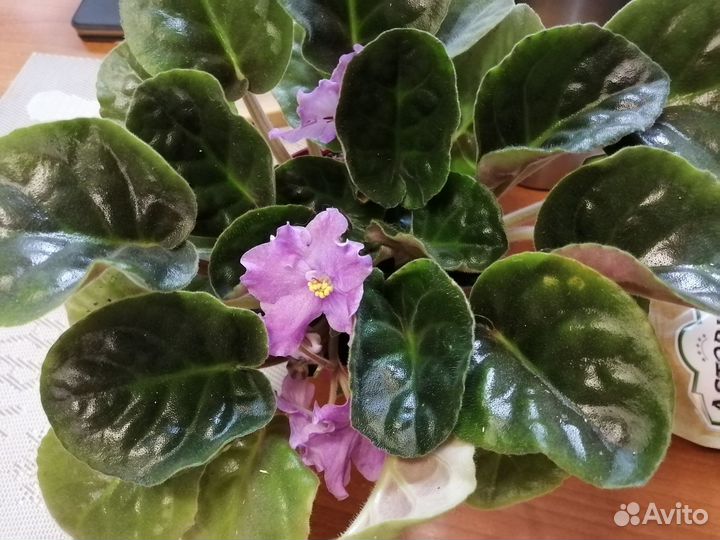 Фиалка в горшке