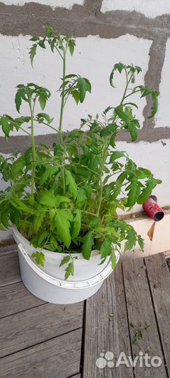 Рассада томатов