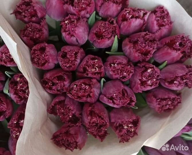 Луковицы тюльпанов