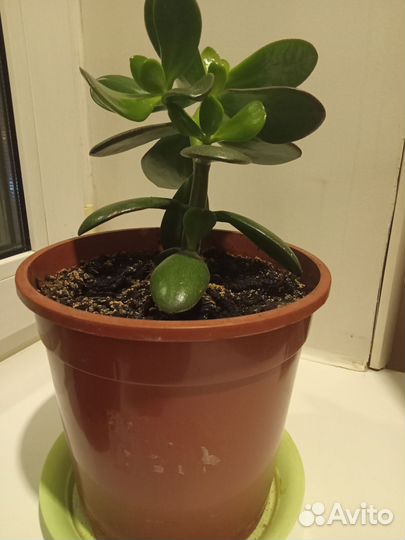 Толстянка (Денежное дерево)