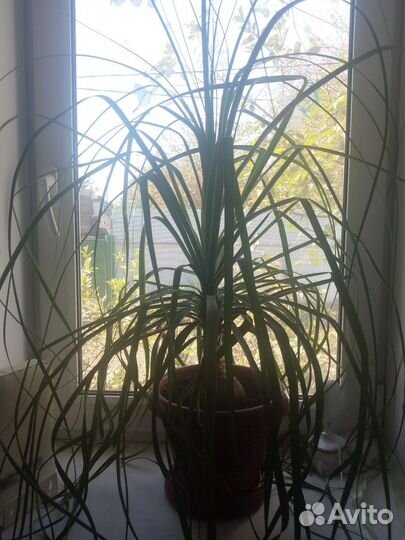 Бокарнея нолина