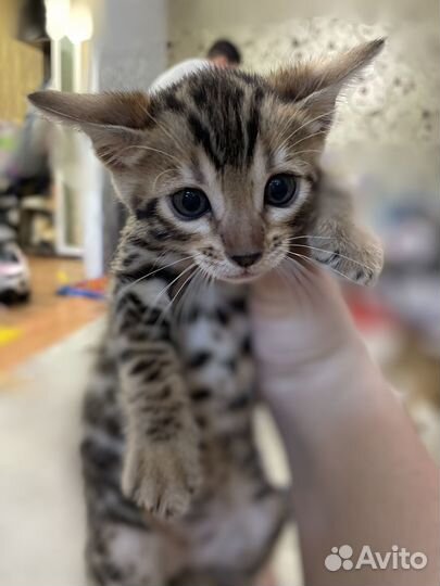 Бенгальские котята