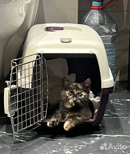 Спасите Кнопку