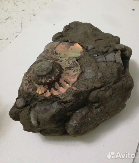 Живописный древний донник