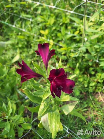 Альстромерия