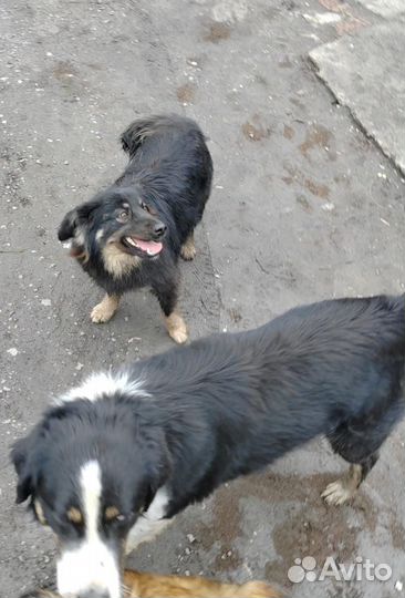 Барбариска