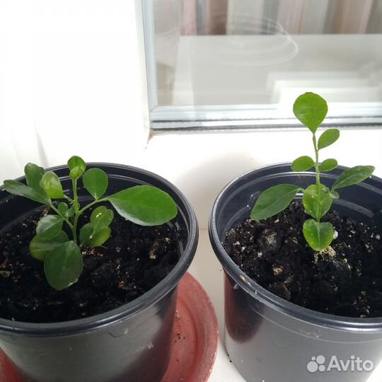 Мурайя метельчатая