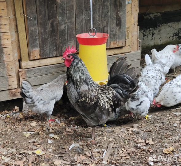 Несушки с голубым яйцом Сильверудд Блу