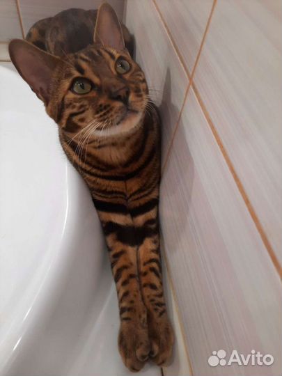 Бенгальский кот на вязку