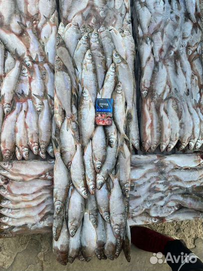 Свежая рыба оптом