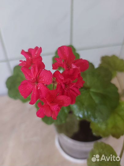 Пеларгония герань