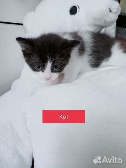 Котята