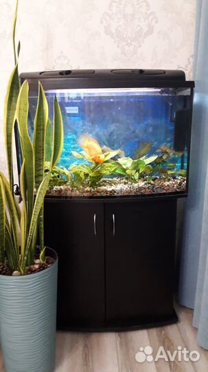 Продам аквариум