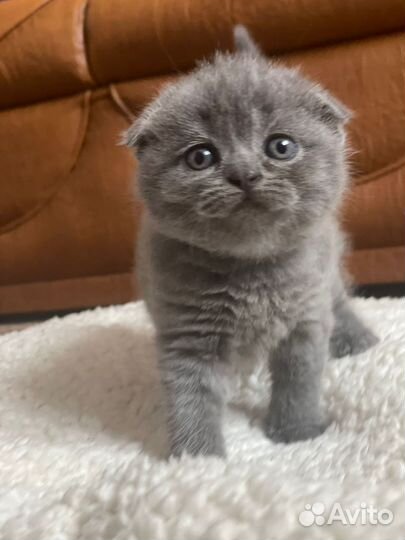 Британские котята