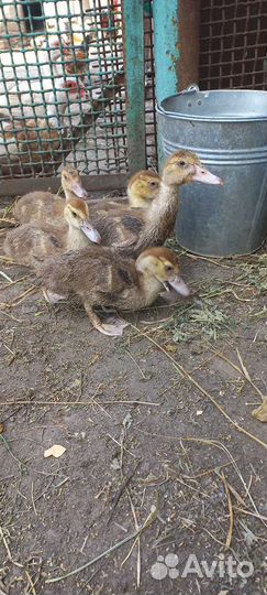 Куры домашние