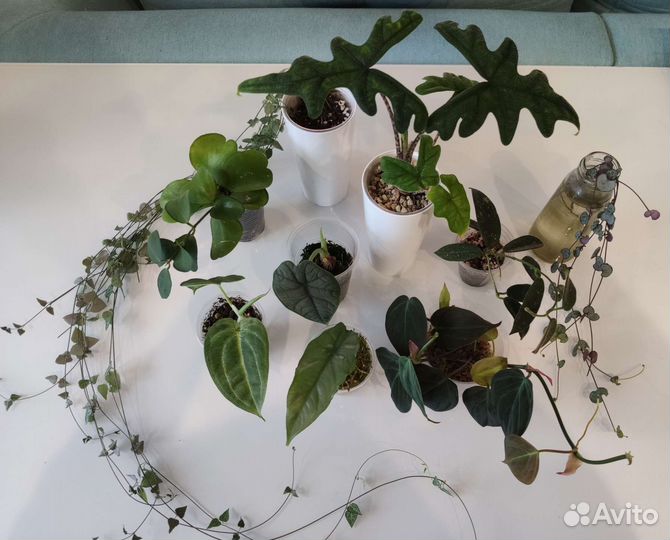 Много разных растений