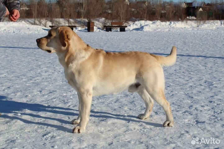 Вязка Лабрадор