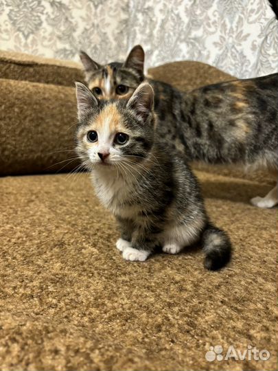 Отдам котеночка в добрые ручки