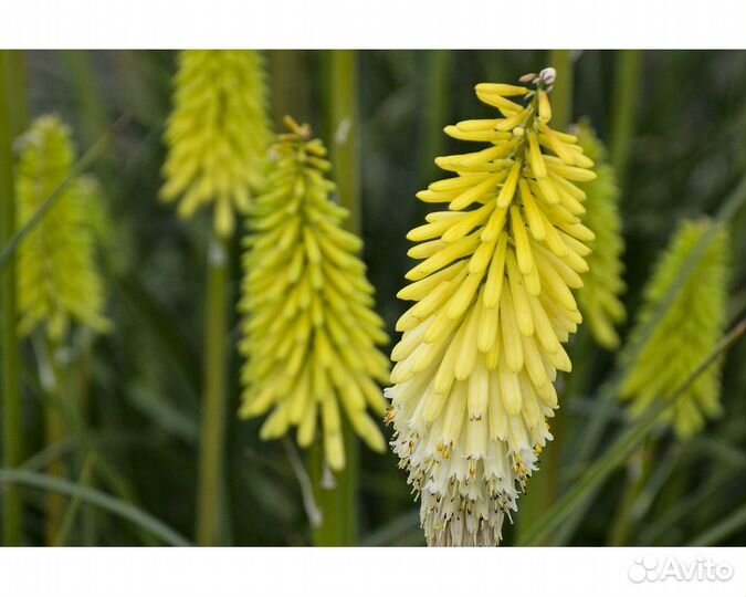 Книфофия Sunningdale Yellow