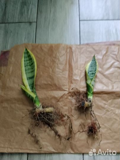 Сансевиерия