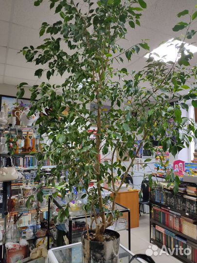Фикус бенджамина