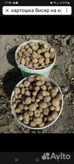 Картошка на корм мелкая