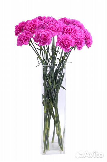 Цветы. Гвоздика оптом