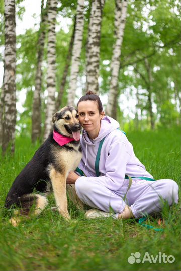 Собаки из приюта