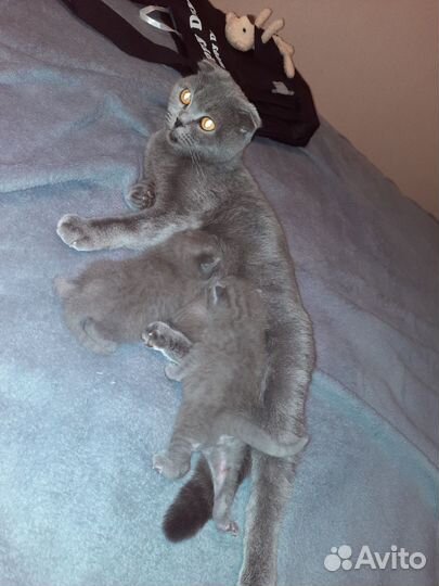 Котик животное