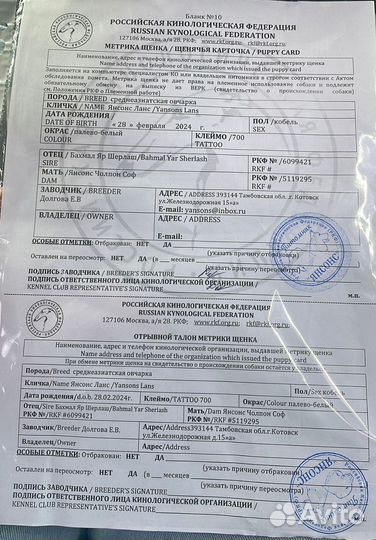 Вязка сао Алабай